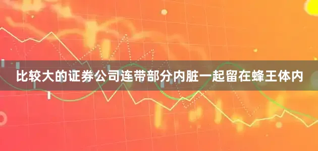 比较大的证券公司连带部分内脏一起留在蜂王体内